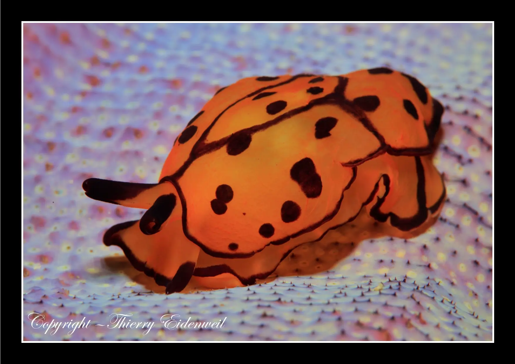 Anilao Macro Dive Media Highlight